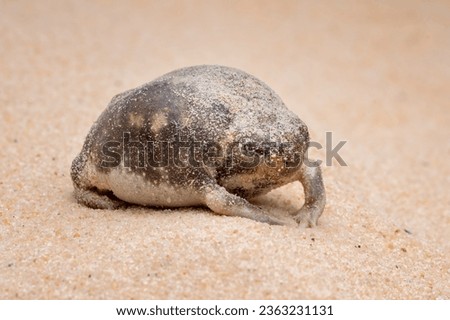 The Desert Rain Frog, Web-footed Rain Frog, or Boulenger's Short-headed Frog (Breviceps macrops) is a species of frog found in Namibia and South Africa. Royalty-Free Stock Photo #2363231131