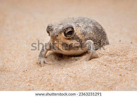 The Desert Rain Frog, Web-footed Rain Frog, or Boulenger's Short-headed Frog (Breviceps macrops) is a species of frog in the family Brevicipitidae. It is found in Namibia and South Africa. Royalty-Free Stock Photo #2363231291