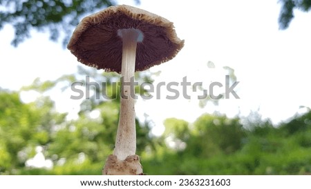 A beautyful mushroom picture in nature. landscape Photo.