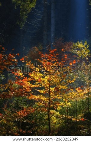 Mystical autumn forest with colored trees and morning fog in sunlight, natural background, vertical image