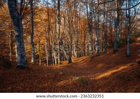 Sunny autumn forest with beech trees and golden colored fallen leaves, outdoor travel background, Carpathian Mountains
