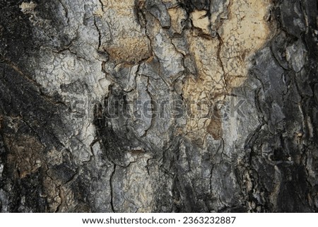 Dry tree bark texture background
close up