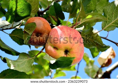 Fruit rot (moniliasis) of fruit trees. An apple affected by the disease, on a branch of an apple tree in the garden. A sick spoiled apple in close-up Royalty-Free Stock Photo #2363239073
