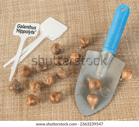Snowdrop or galanthus bulbs with signs, garden shovel before planting in the garden
