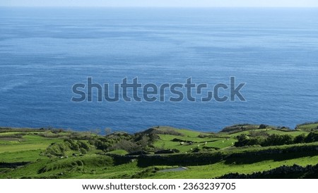 Graciosa Island, Azores archipelago, Portugal - Dairy cows in a farmer's land eating  Royalty-Free Stock Photo #2363239705