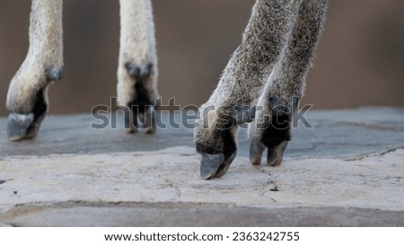 a klipspringer hooves, standing on tip of toes