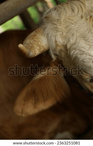 CLOSEUP PICTURE OF THE HORN AND HEAD OF THE CATTLE

