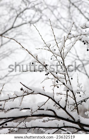 Branches of a berry bush in winter wood