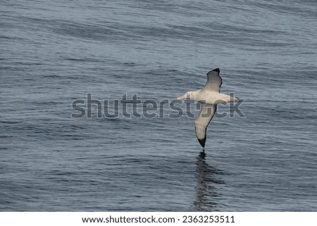 Albatross in Drake Passage on the way to Antarctica Royalty-Free Stock Photo #2363253511