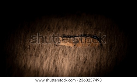 an aardvark at night time