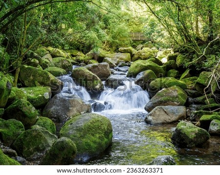 Forest mountain river flowing over boulders and rocks. Wairere falls track, highest waterfall in North Island, New Zealand. Kaimai Mamaku Conservation Park. Royalty-Free Stock Photo #2363263371