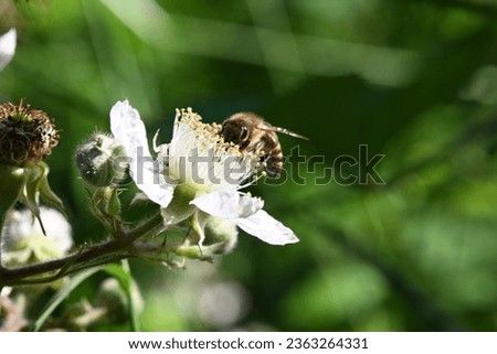 a bee collects nectar from mountain flowers