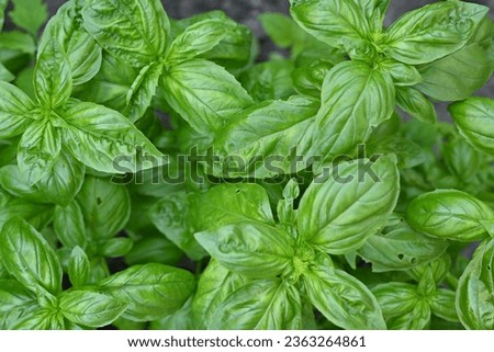 green basil leaf texture, basil leaves closeup, green background basil leaf texture, growing basil in the garden, sustainable development in food Royalty-Free Stock Photo #2363264861