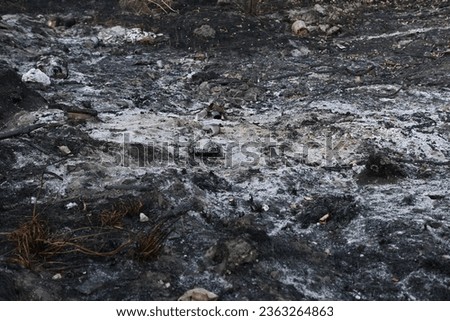 burnt branch, a burnt branch of a tree, black scorched earth, black burned grass after a fire, black burned field, ash meadow Royalty-Free Stock Photo #2363264863