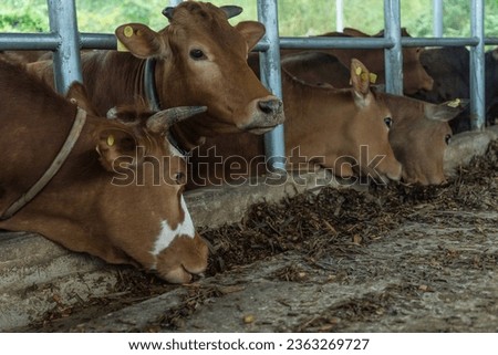Dairy farm, rural China, countryside