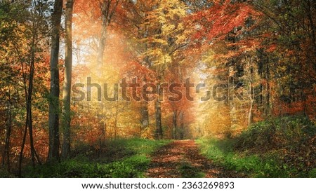 Scenic path with enchanting sunlight adorning the colorful woodland, with red and yellow foliage on the trees and green grass along the footpath Royalty-Free Stock Photo #2363269893