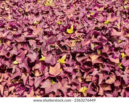 Ornamental Sweet Potatoes Plant (Ipomoea butatas). Dark purple foliage and smaller tubers, triangle, spear and heart shaped leaves wrapped around stems crawling on the ground Royalty-Free Stock Photo #2363276449