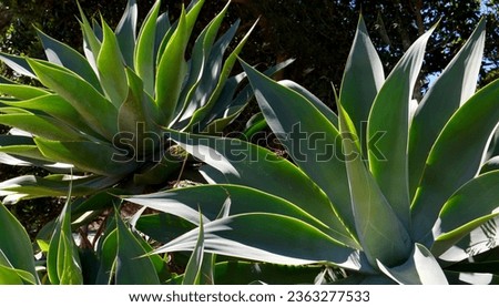 Agave attenuata or Fox tail   succulent plants in a tropical garden of Tenerife,Canary Islands,Spain.Selective focus.