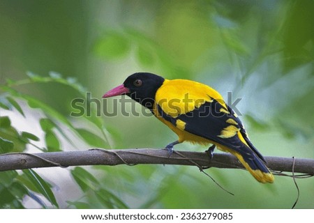 black-hooded oriole (Oriolus xanthornus) perched on tree branch against greenish background - captured at Galle Sri Lanka. Royalty-Free Stock Photo #2363279085