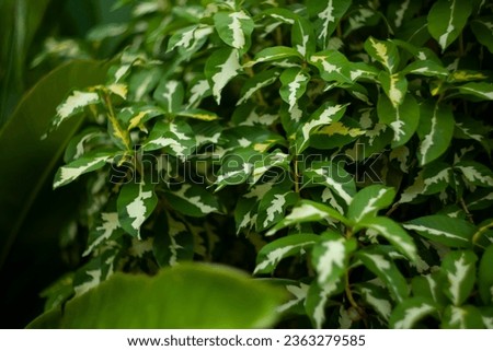 Green and yellow leaves of Graptophyllum pictum, known as Caricature-plant, Karotong or Temen. Royalty-Free Stock Photo #2363279585