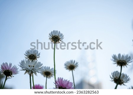 Paper daisy, Rhodanthe Asteraceae, sunray or pink paper daisy a genus Australian plant, Spring background of Australian pink and white everlasting daisies, strawflowers and paper daisies