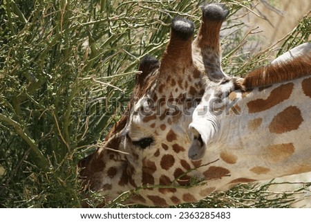 close-up of the head of a beautiful giraffe grazing the green leaves of a shrub in Coachella Valley's Desert garden zoo in Palm Springs, California