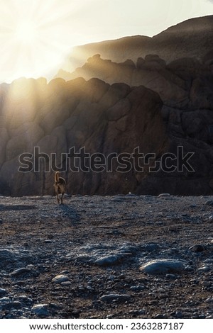 A Single dog walks towards the Monkey fingers Mountain ridge, Morocco Royalty-Free Stock Photo #2363287187