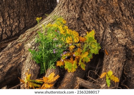 Autumn bouquet in the roots of an old oak tree