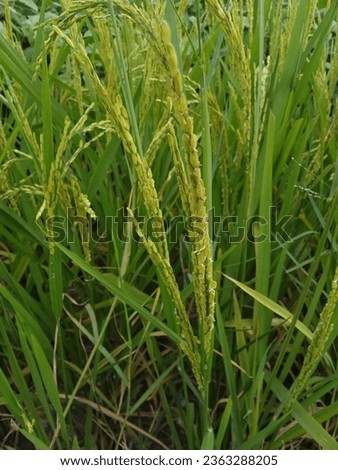 Photo of rice that is yellow and ready to be harvested