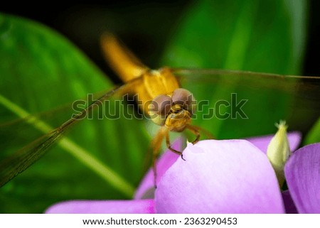 Golden Dragonfly on a flower, selective focused, micro photography, Free Stock Photo