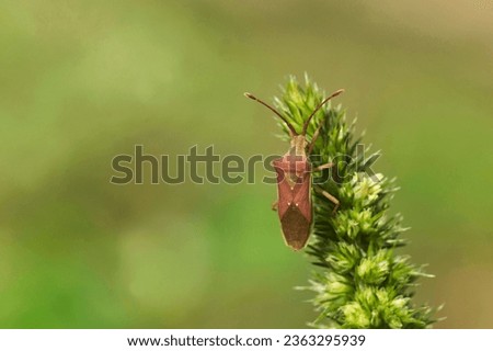 Indian Milkweed Bug, Oncopeltus confusus, Pune, Maharashtra