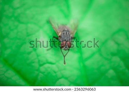 Blowfly, carrion fly, black fly sitting on a green leaf close up. Natural background. Royalty-Free Stock Photo #2363296063