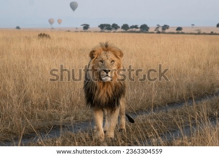 Lion in Masai Mara Kenya Africa Royalty-Free Stock Photo #2363304559
