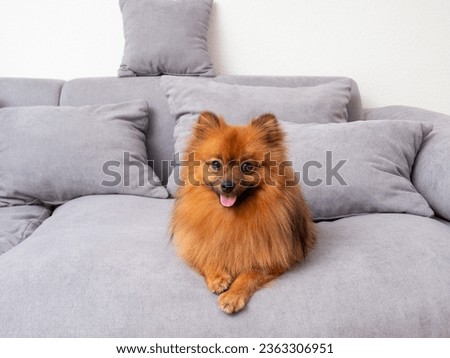 A red Spitz lies on a gray sofa. Red dog on the sofa. Royalty-Free Stock Photo #2363306951