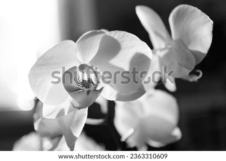 Blooming orchids, white flowers, flowering plants, natural background, black and white photo