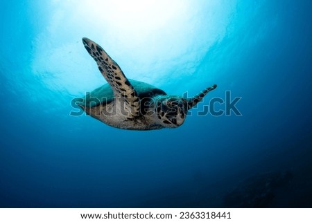 Hawksbill Turtle - Eretmochelys imbricata. Diving and wide angle underwater photography. Tulamben, Bali, Indonesia.