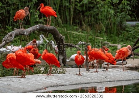 Views around Bird paradise , Mandai Reserve Singapore , Asia, Royalty-Free Stock Photo #2363320531