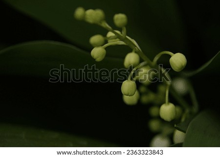 Macro photo of spring flower