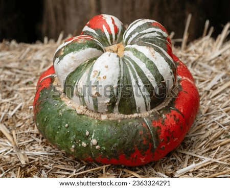 One Turk"s Turban pumpkin on a bale of hay Royalty-Free Stock Photo #2363324291