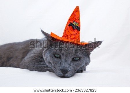 Gray cat wearing a halloween hat lying on a white background