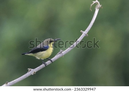 Purple sunbird sitting on little branch in clean background and different moods