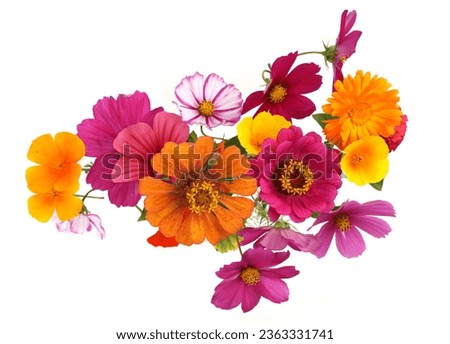 Colorful garden flowers isolated on white background. Blooming beautiful flowers Zinnia, Cosmos, California Poppy, Calendula. 