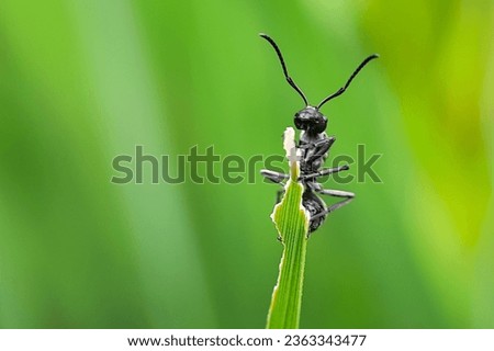 Black Carpenter Ant on leaf Royalty-Free Stock Photo #2363343477