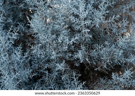 Fir tree closeup, blue, Christmas background