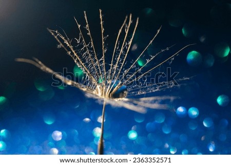A drop of water on a dandelion parachute. Soft focus. Selective sharpening. Beautiful natural background. gentle image of a spring dandelion.