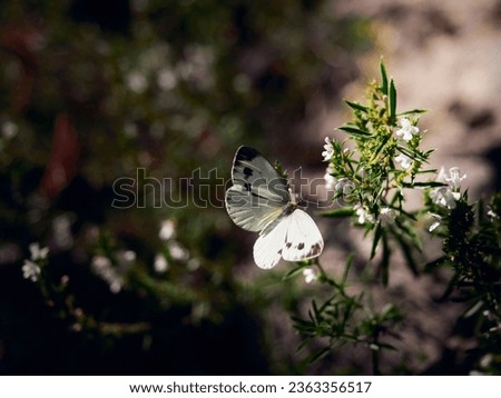 A beautiful black and white butterfly flying near a flower. Green-veined white (Pieris napi) in flight. Natural habitat of a butterfly  Royalty-Free Stock Photo #2363356517