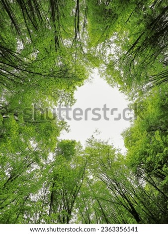 Looking up Green forest. Trees with green Leaves, white sky and sun light. Bottom view background Royalty-Free Stock Photo #2363356541