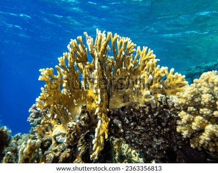 Beautiful coral reef with its inhabitant in the Red Sea