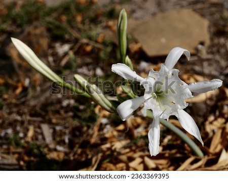 Pancratium maritimum, or sea daffodil, is a species of bulbous plant native to the Canary Islands and both sides of the Mediterranean region. It grows on beaches and coastal sand dunes.