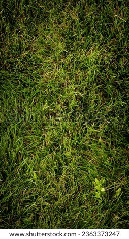 Texture background of green grass in garden